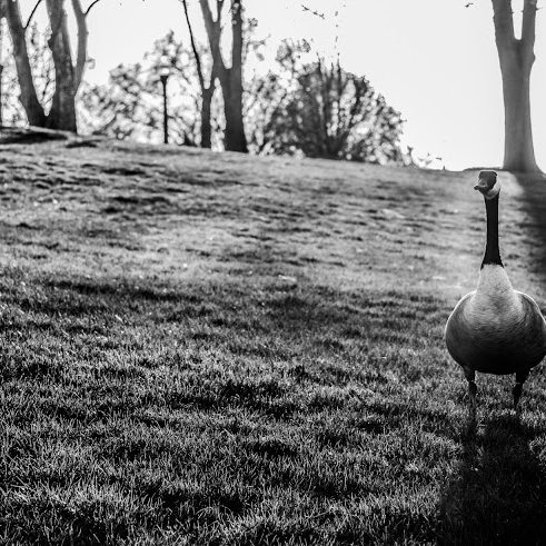 City of Geese by Emily Hanigan